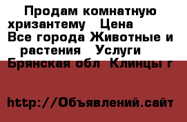 Продам комнатную хризантему › Цена ­ 250 - Все города Животные и растения » Услуги   . Брянская обл.,Клинцы г.